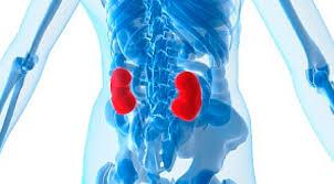 Transplant Nephrologist Position North of Boston - UMASS Affiliate
