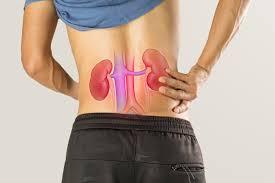 Transplant/General Nephrologist