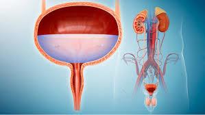 Urologist - Chelmsford, MA
