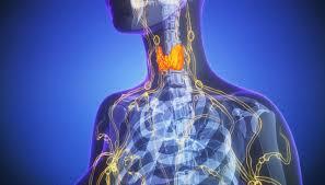 Endocrinologist - Storrs, CT