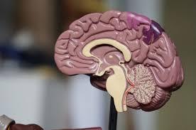 Physician - Neurology