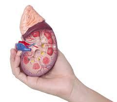 Private Practice Nephrology in North Carolina-Multiple locations!